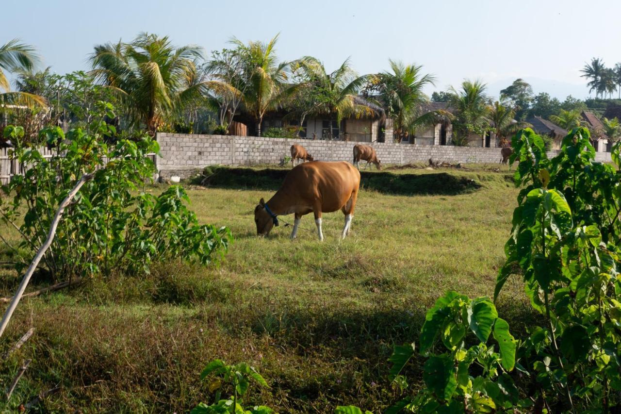 Bali Tiger Surf and Beach Camp Hotel Pulukan Exterior foto
